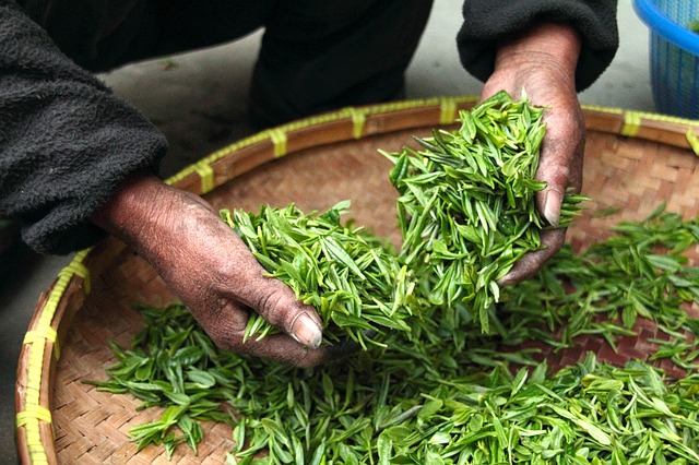 فوائد الشاي الأخضر